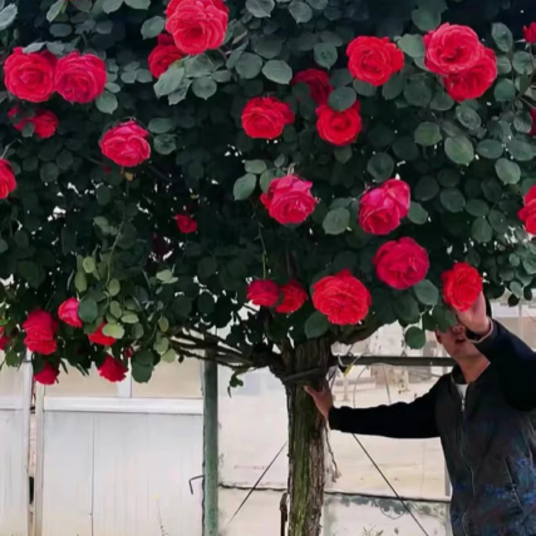 3公分巨型大花浓香型树桩月季