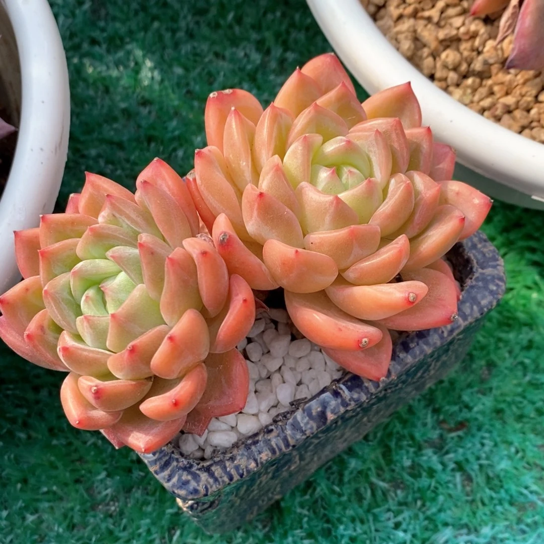 红鸾多肉植物盆栽