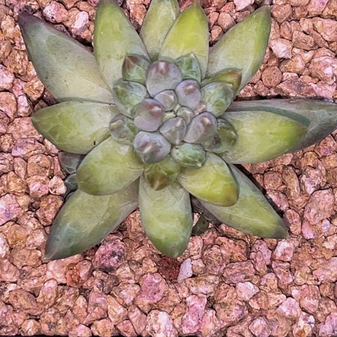 2632下午多肉植物群生