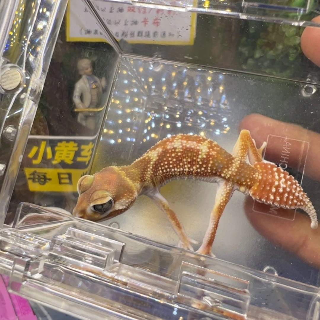 瘤尾守宫双隐弟弟成体