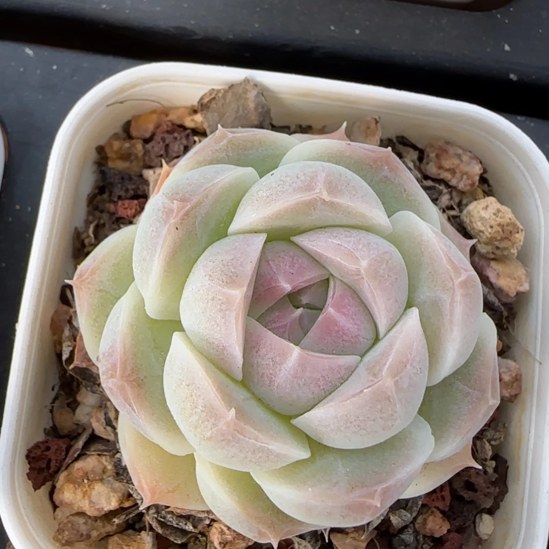 花语逸境0222-425