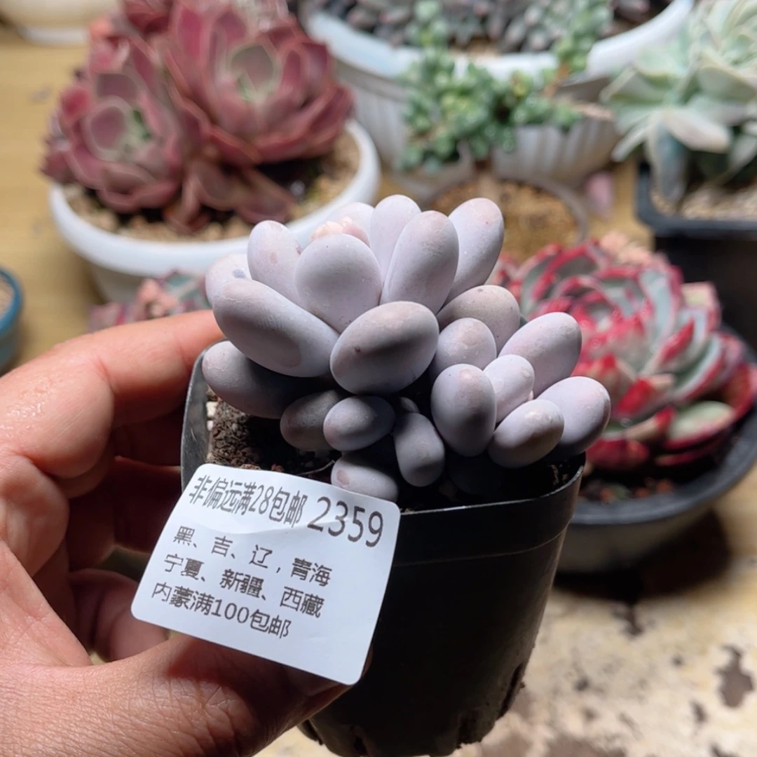 【闪购商品】2359奶酪