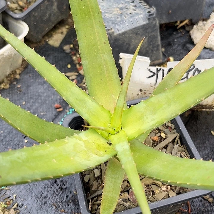 树芦荟3467999000000099