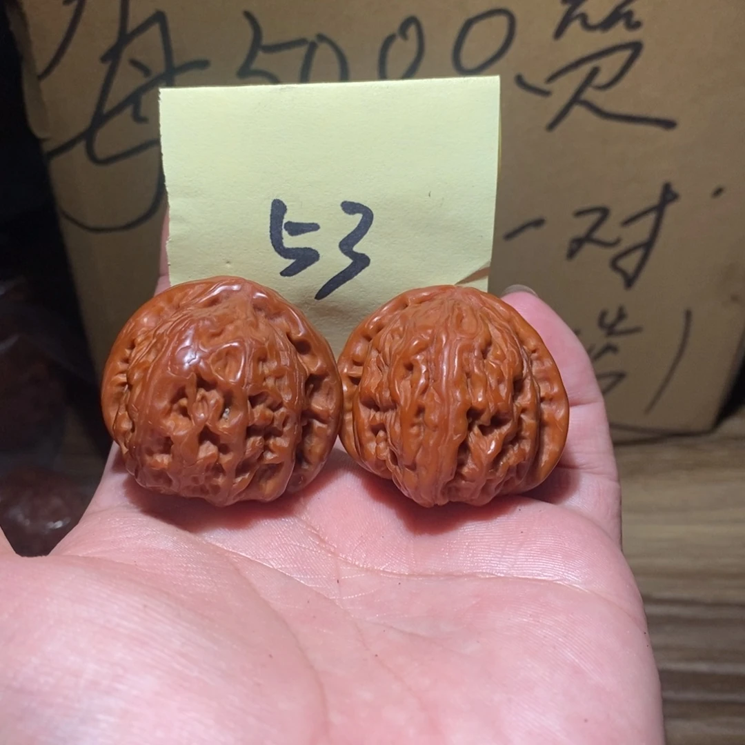 37白狮子。