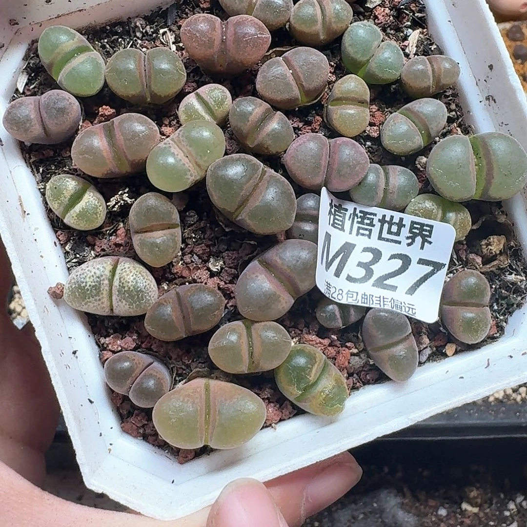 多肉植物的润泽dqg