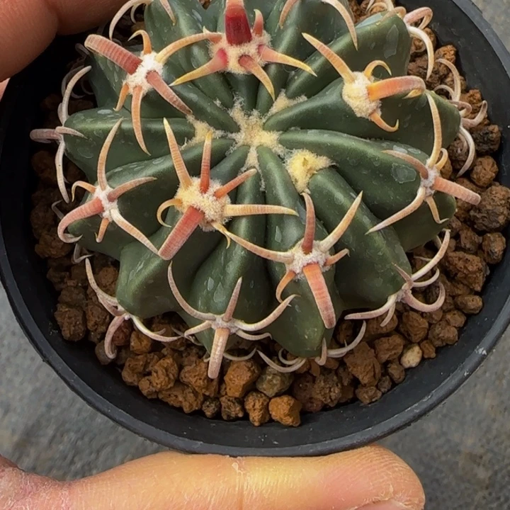 短刺武藏凌波大福利