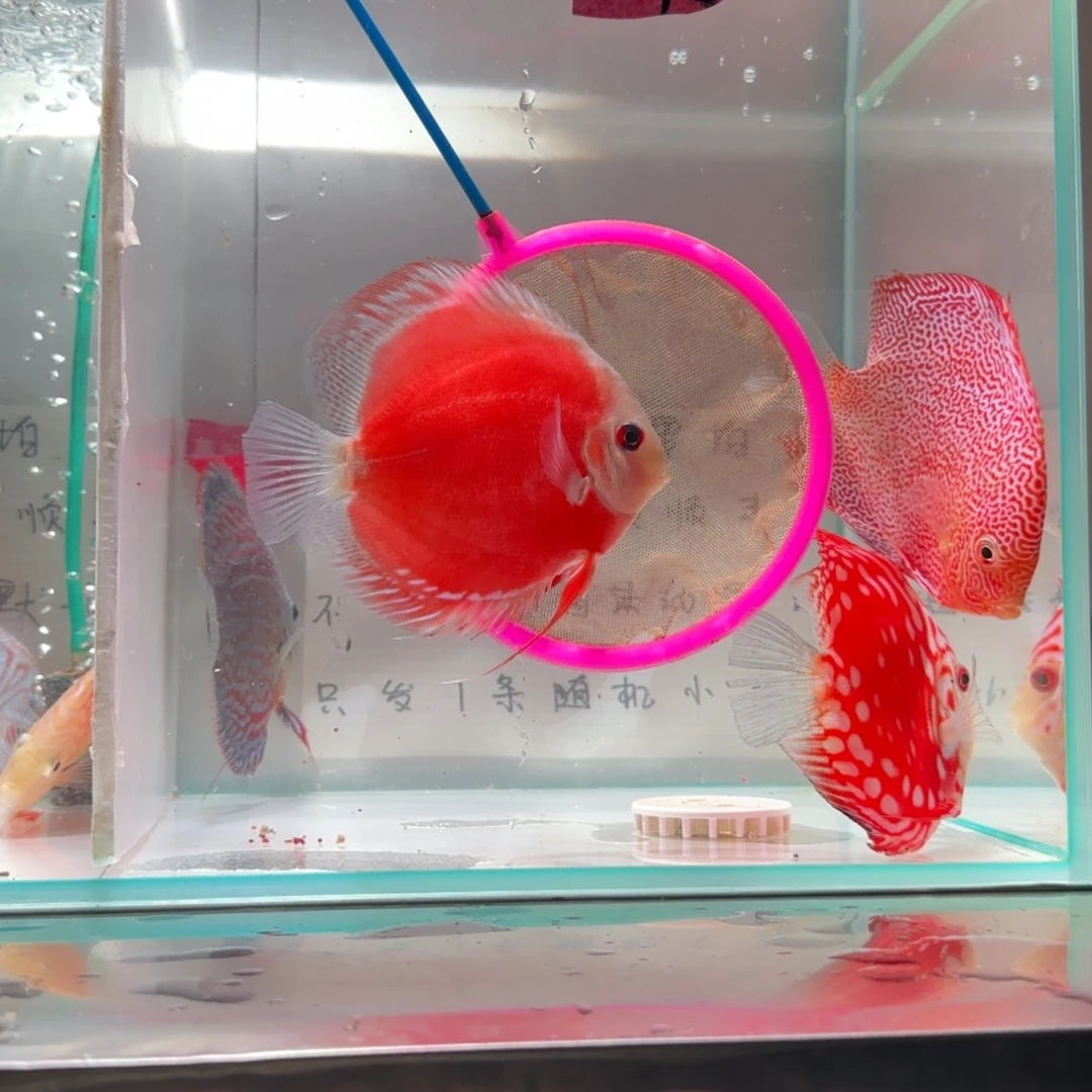 七彩神仙鱼红卡一条，偏远地区不要拍