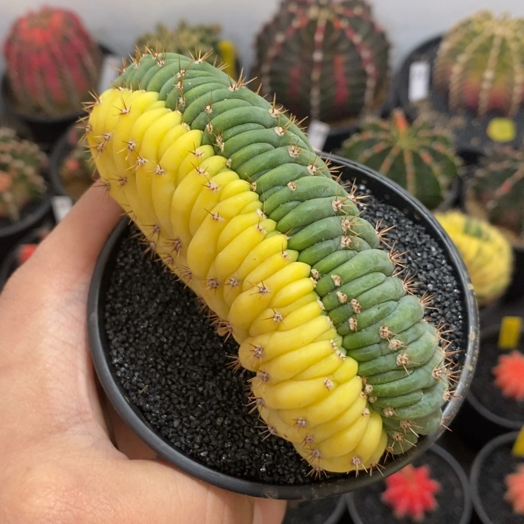 多闻柱缀化锦—带盆土发货3