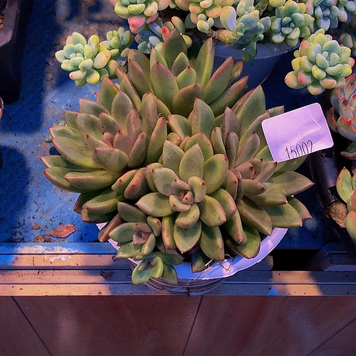 米****     丰沛玫瑰多肉15002
