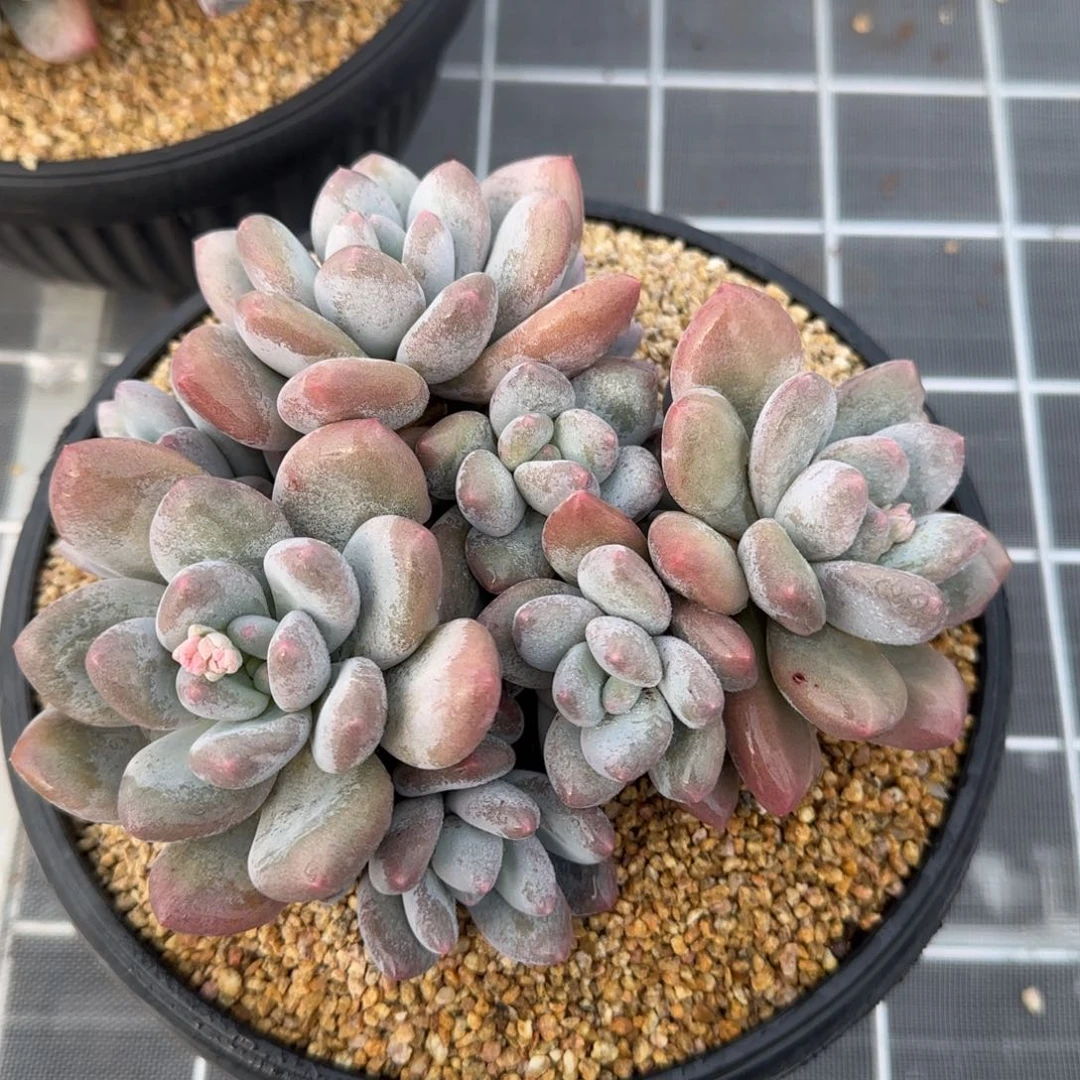 从前慢花园精选多肉香水