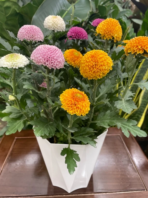 乒乓菊盆栽一盆多色Q萌可爱庭院阳台开花植物