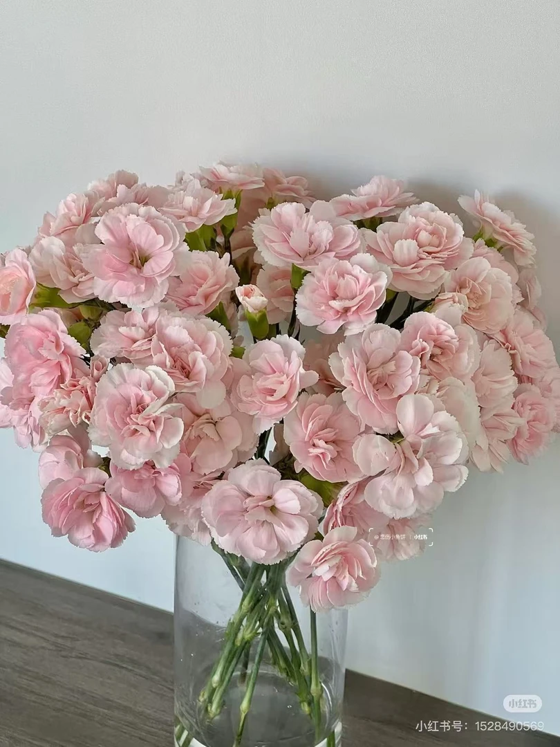 4单包邮 多头康乃馨   七夕好礼 云南鲜花基地直发