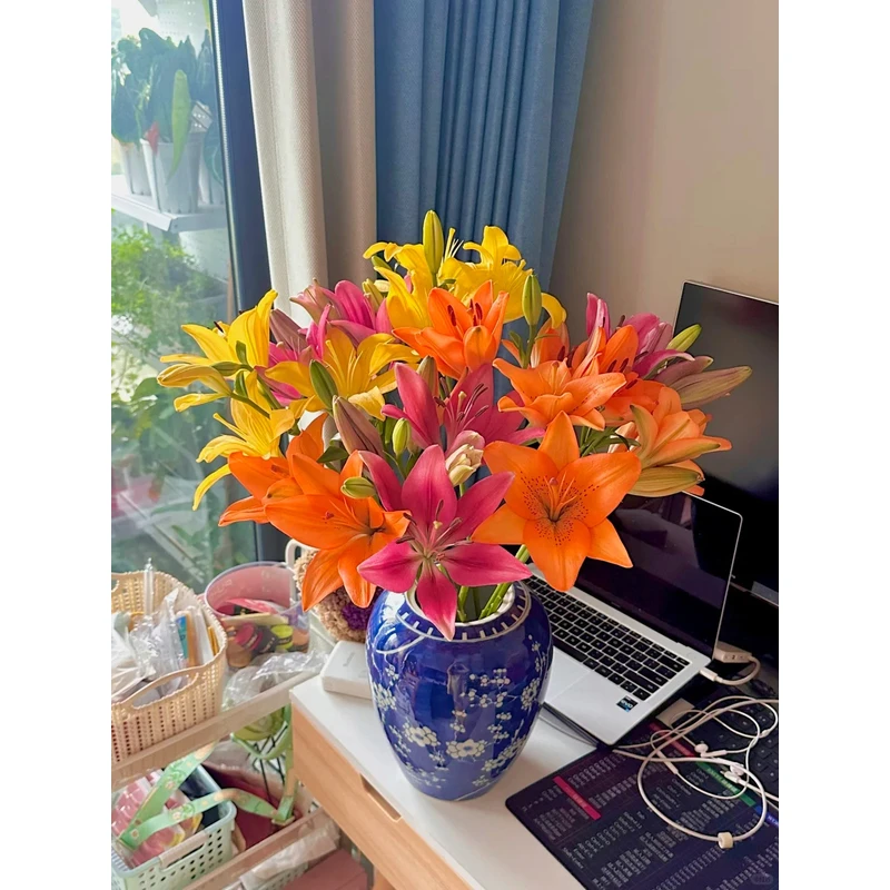 【任意百合】香水百合 一单包邮 云南鲜花昆明基地现采现发
