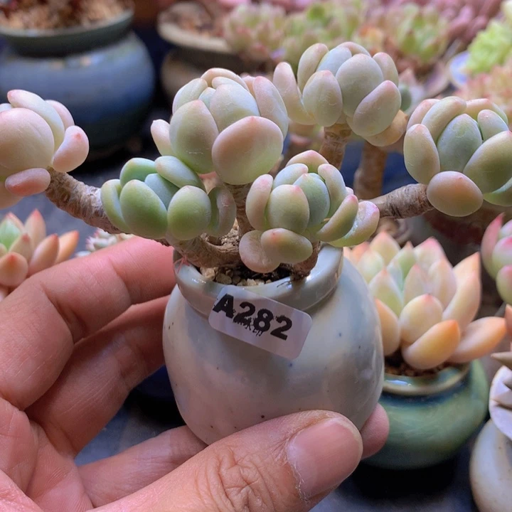 鲸*一物一拍多肉植物A282