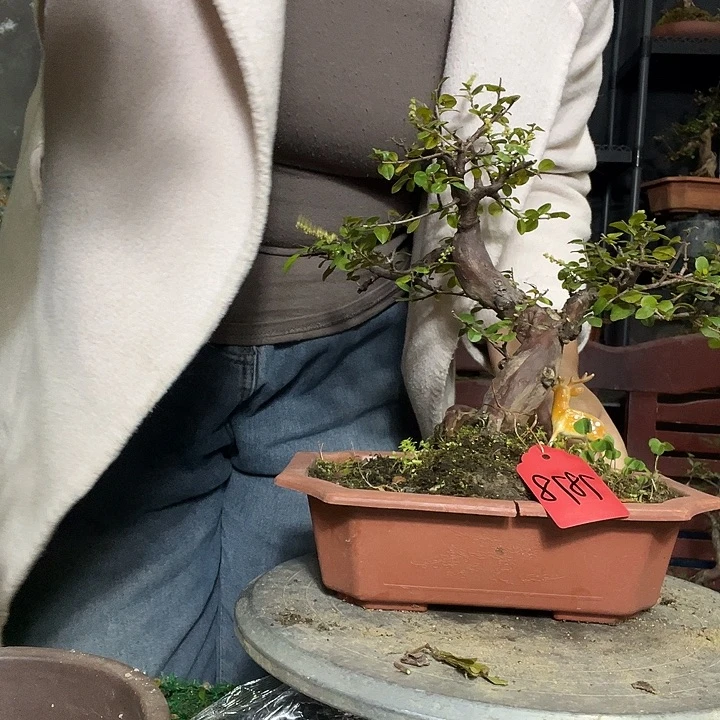 无花朵雀梅雀梅花说