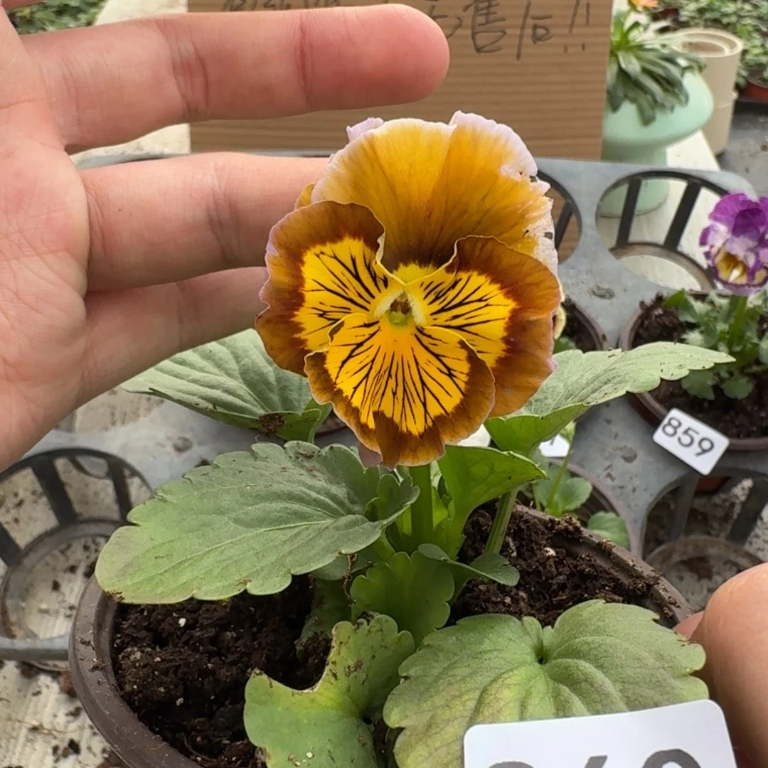 大部分花苞少量开放860