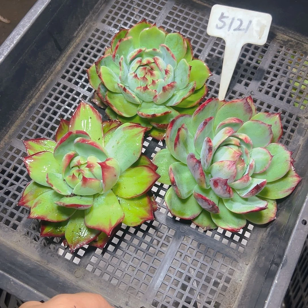可***～惊鸿仙子三颗5121号