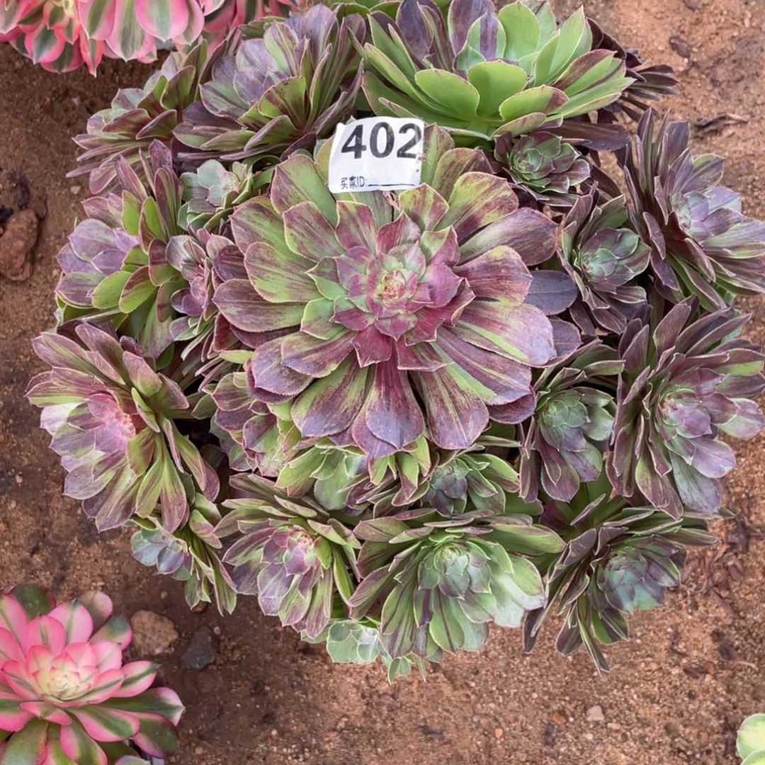 402花月夜大捧花多肉植物