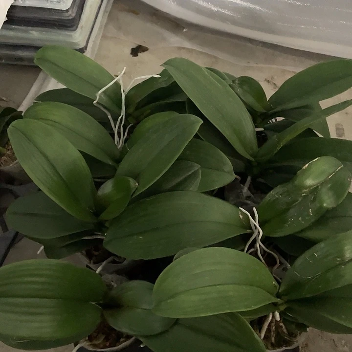 完全开放处理3.5寸大壮苗叶片微瑕带花剑凑单款