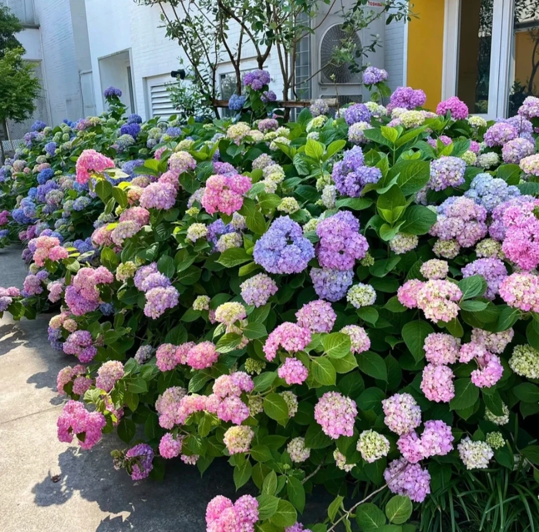 ［五加仑］无尽夏云南草本大花绣球可阳台地栽庭院别墅