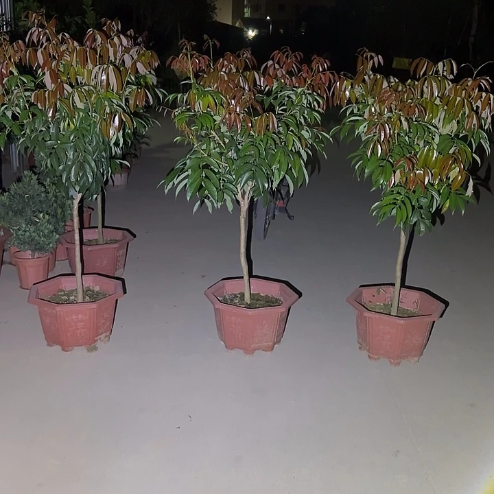 无花朵果树11111111111111