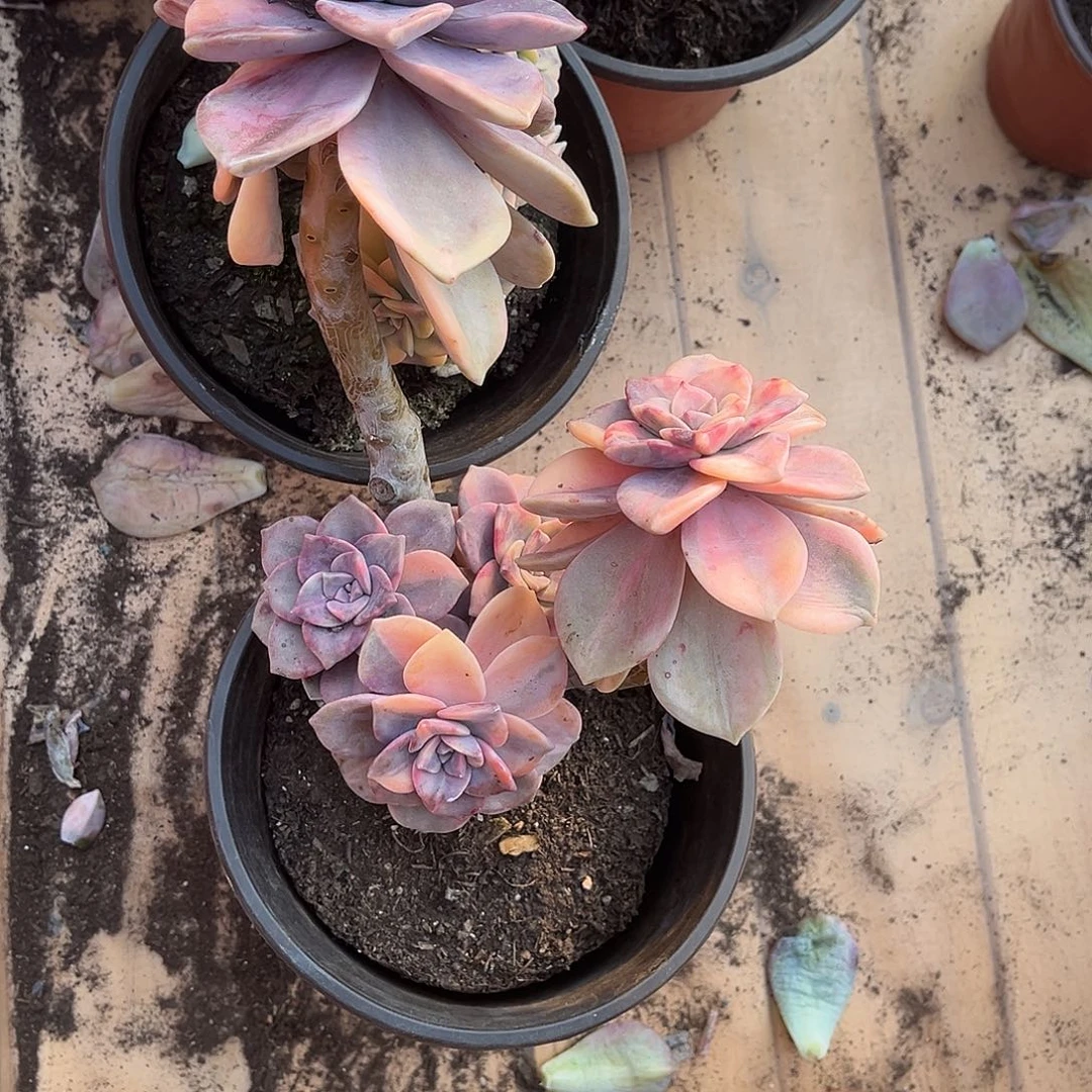 是****呀多肉植物紫乐景C19