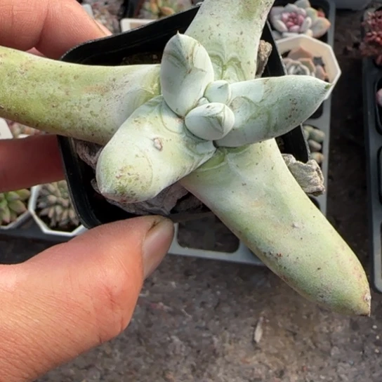 158拇指多肉植物多