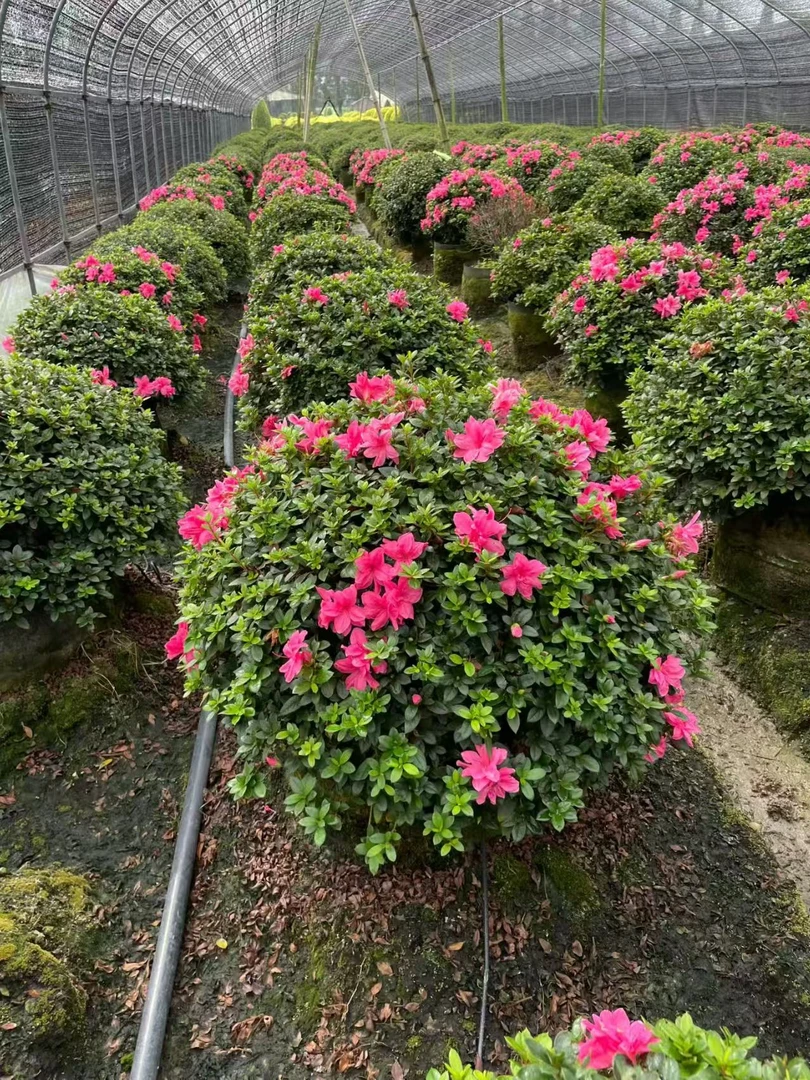 杜鹃花庭院植物花卉五彩夏鹃