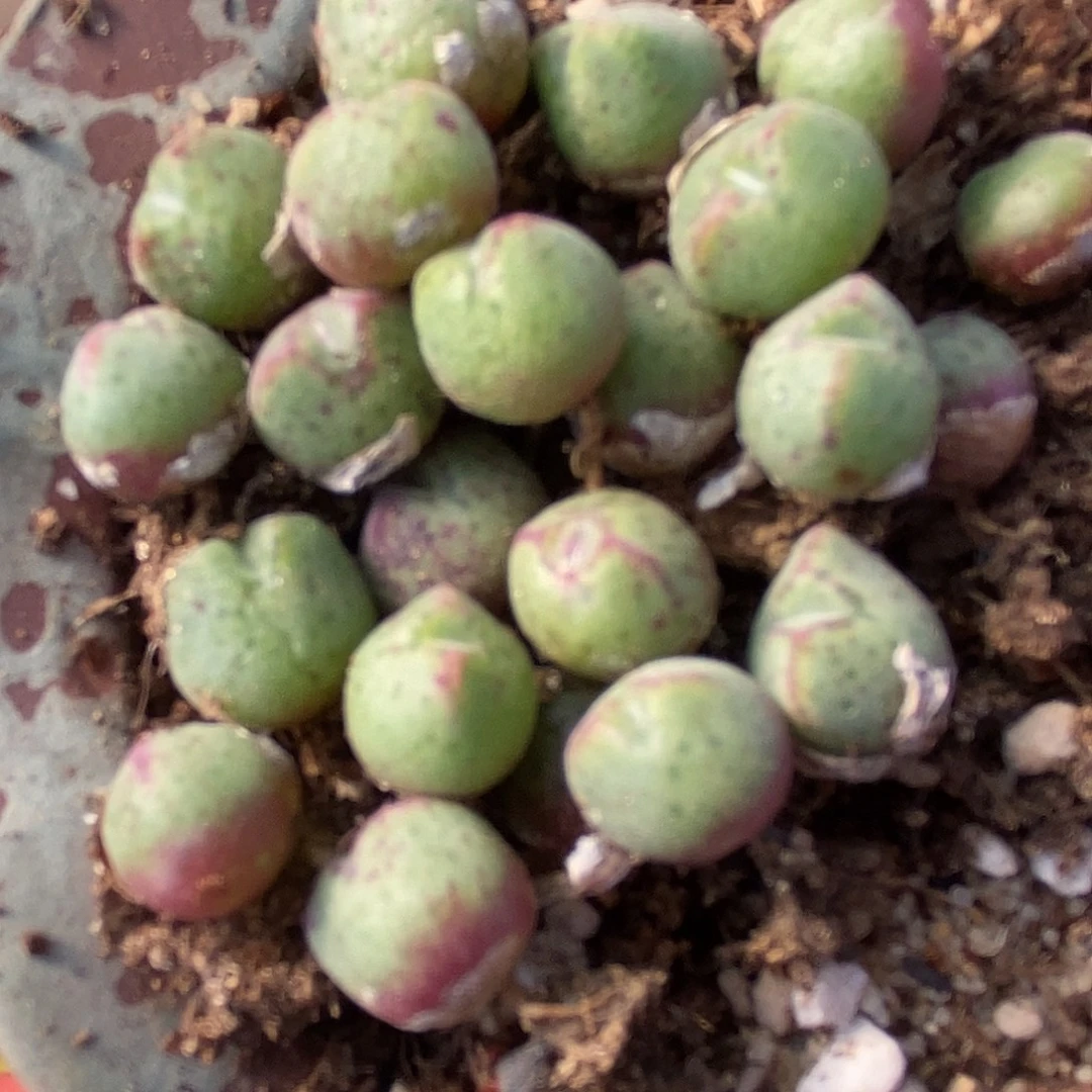 单头985猪蹄1颗。