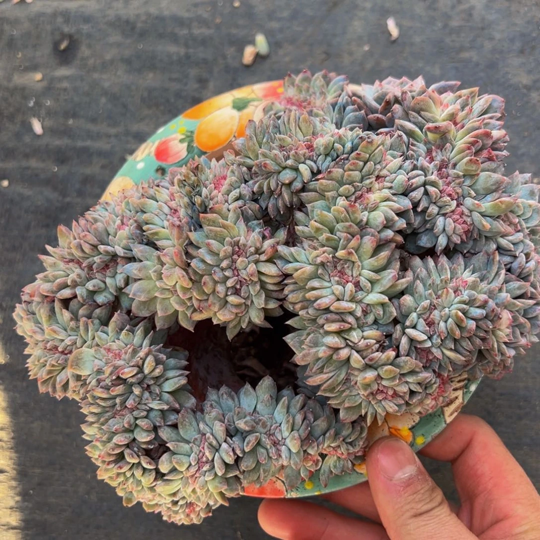 新年快乐 水蜜桃微瑕