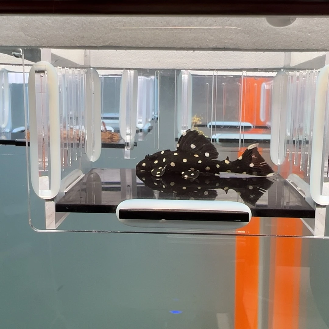 清道夫录完整开箱视频、入缸不包损5.5