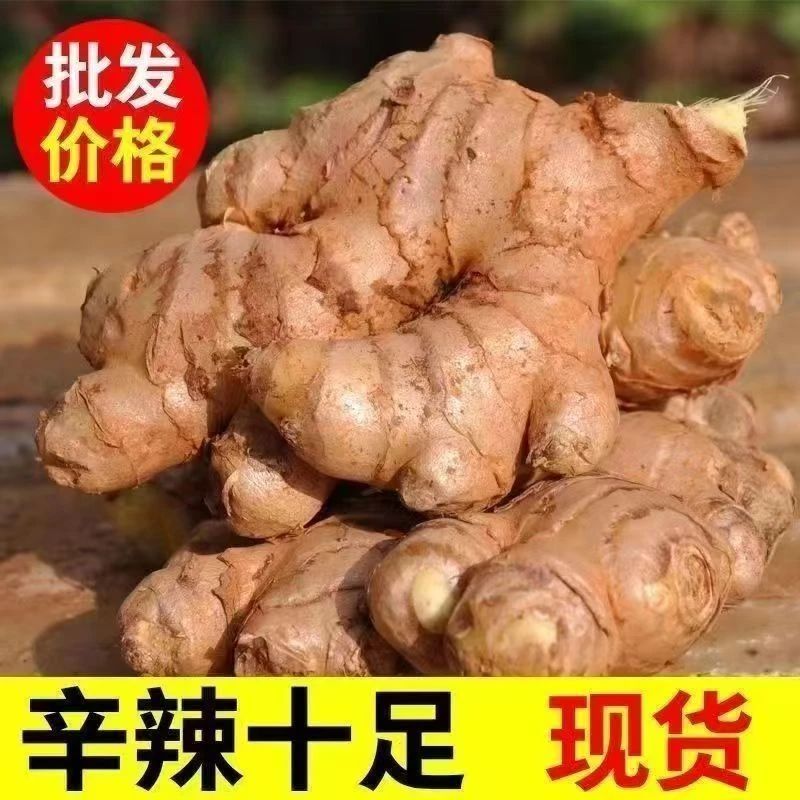 老黄姜新鲜老姜月子姜姜香浓郁