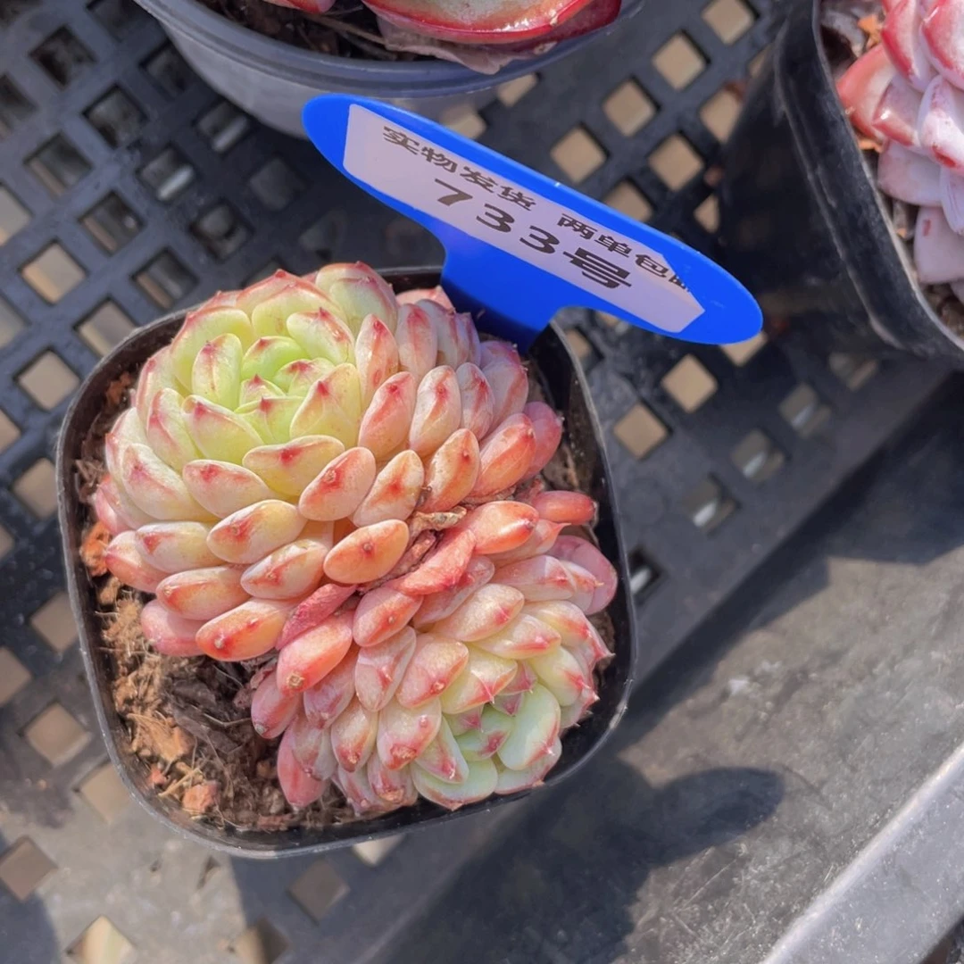 733号白胖子双头一个