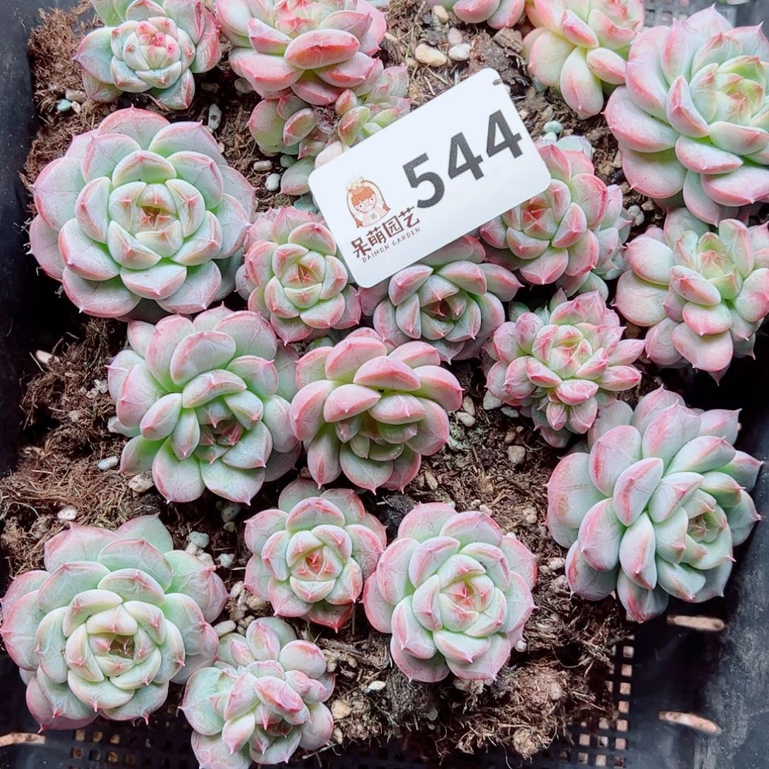 L***D多肉植物多肉植物