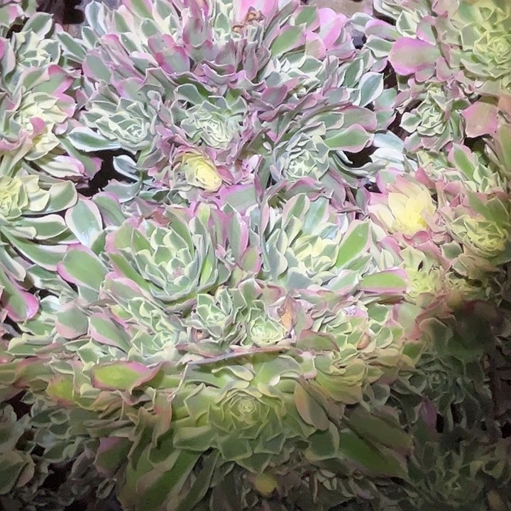 一**光多肉法师植物链接25