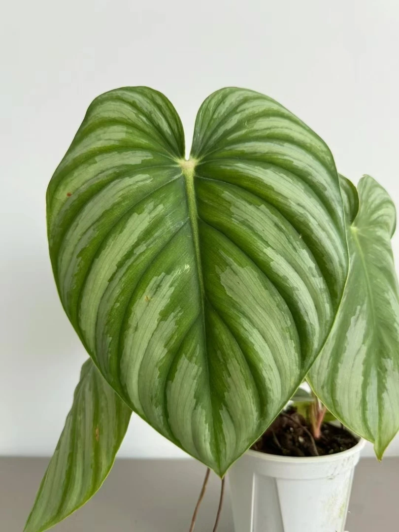 西瓜碧浪蔓绿绒ins风网红盆栽室内创意观叶绿植