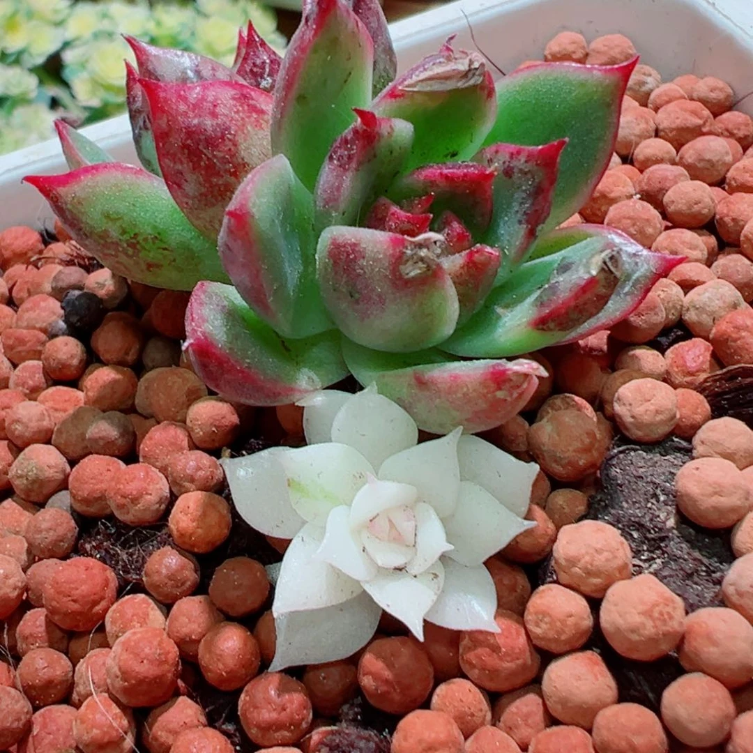 黑水晶锦，阴阳锦