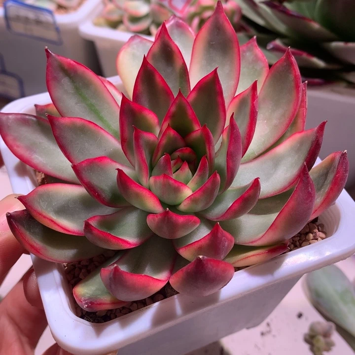 野马东云锦腹轮锦