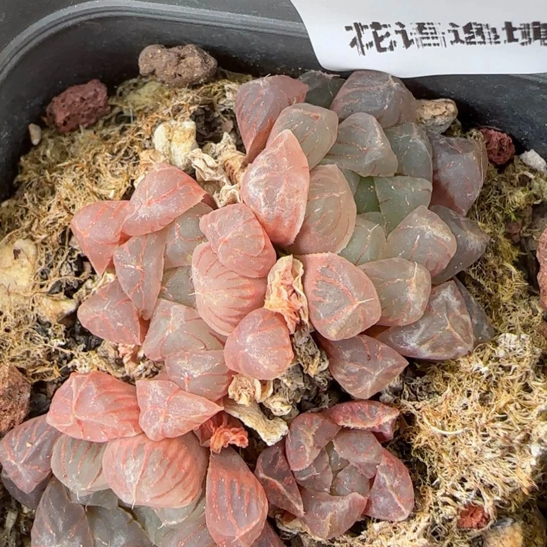 花语逸镜0131-189