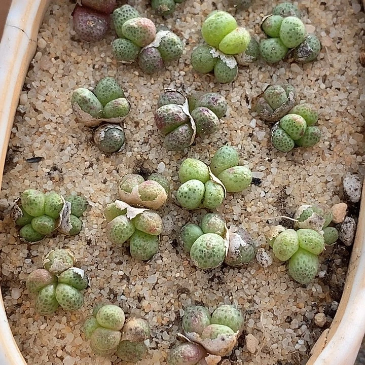 14531蟠桃斑马样本一颗