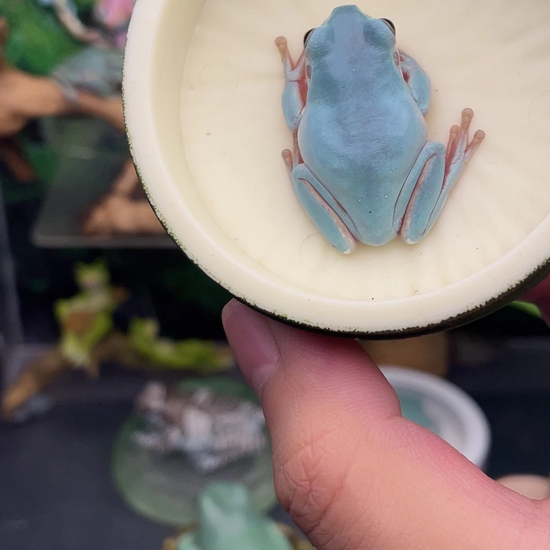 老爷树蛙8号私藏孔雀蓝，变异后代