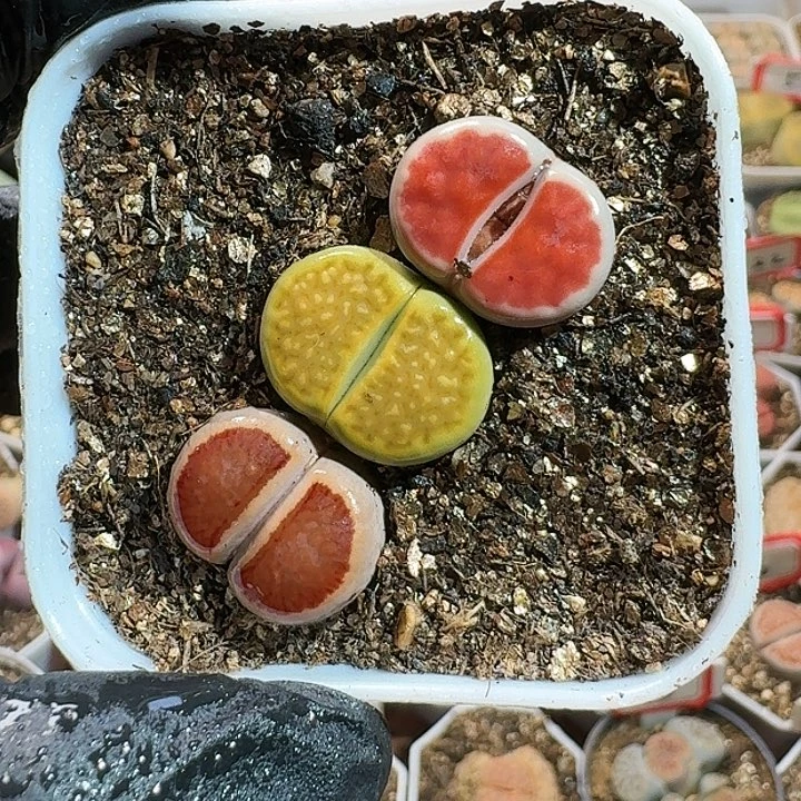 生石花11111111。   161