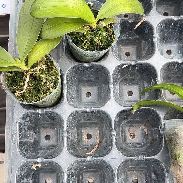 原生苗1.7盲盒不待见