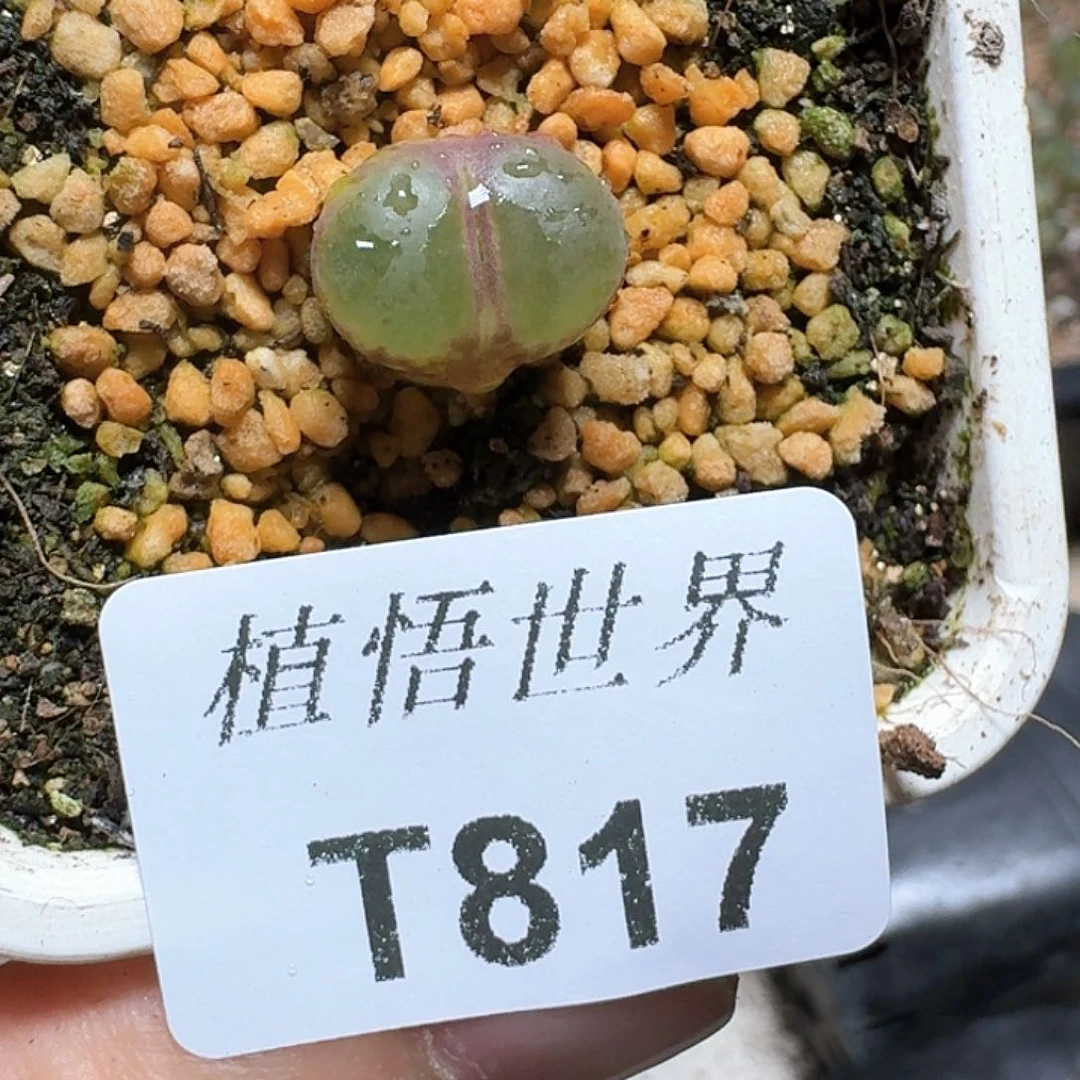 817家多肉植物哇fv