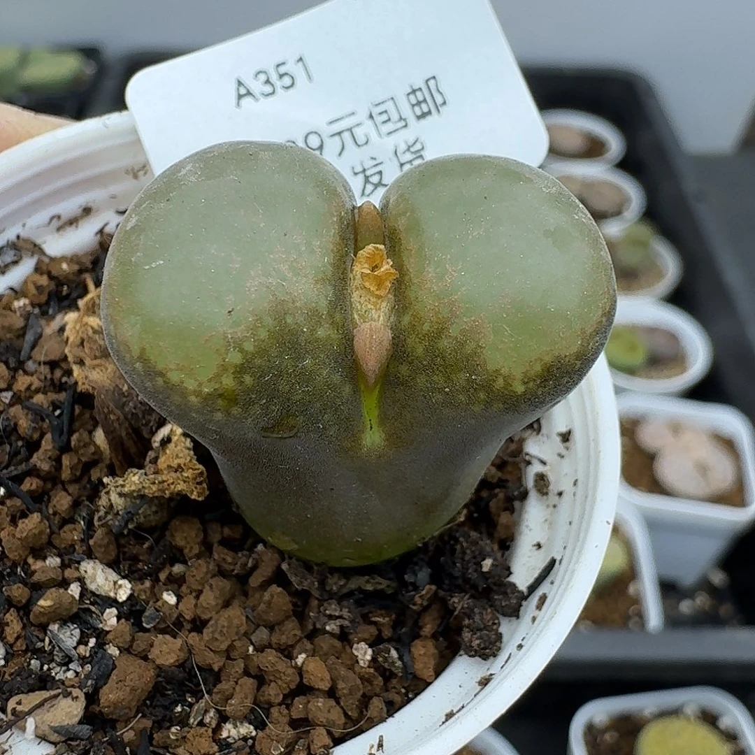 艷***錺351多肉哈哈哈哈哈哈哈