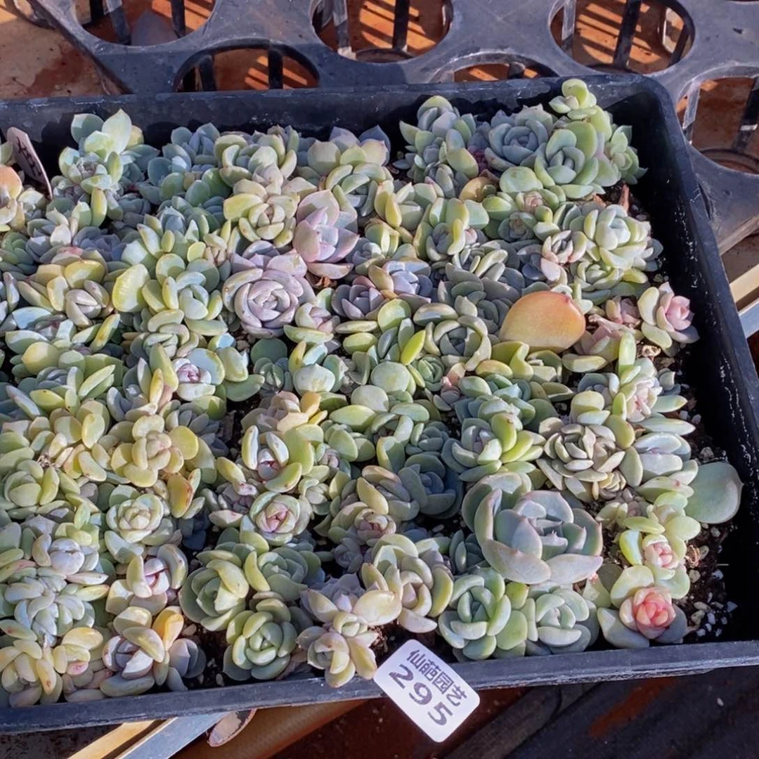 陈*太295多人在一起的时候我