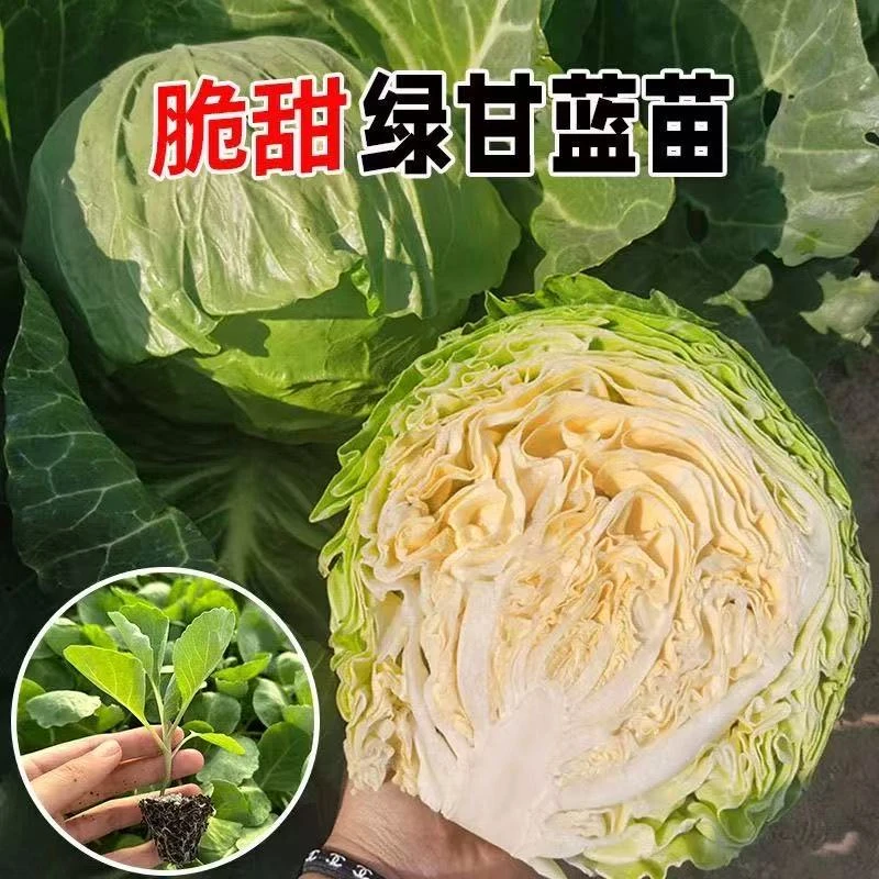 绿甘蓝牛心甘蓝羽衣甘蓝种苗包菜卷心菜四季耐寒阳台庭院种植