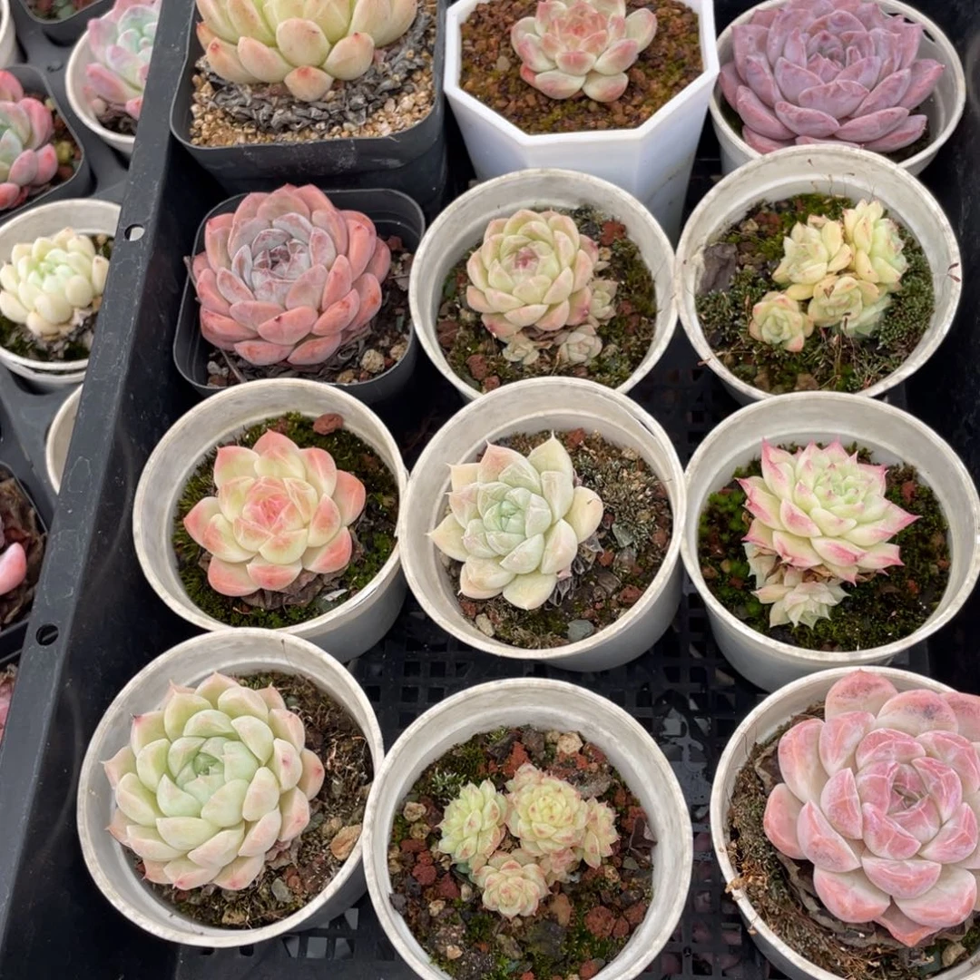 多肉植物十二个精品组