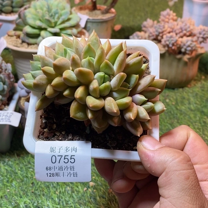 0755啊啊啊啊啊啊啊啊