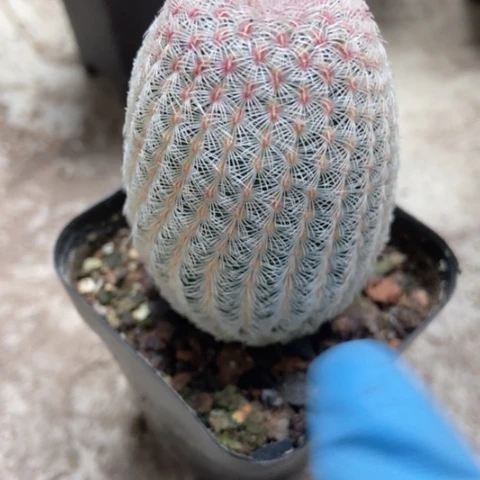 红太阳仙人球3米香入味